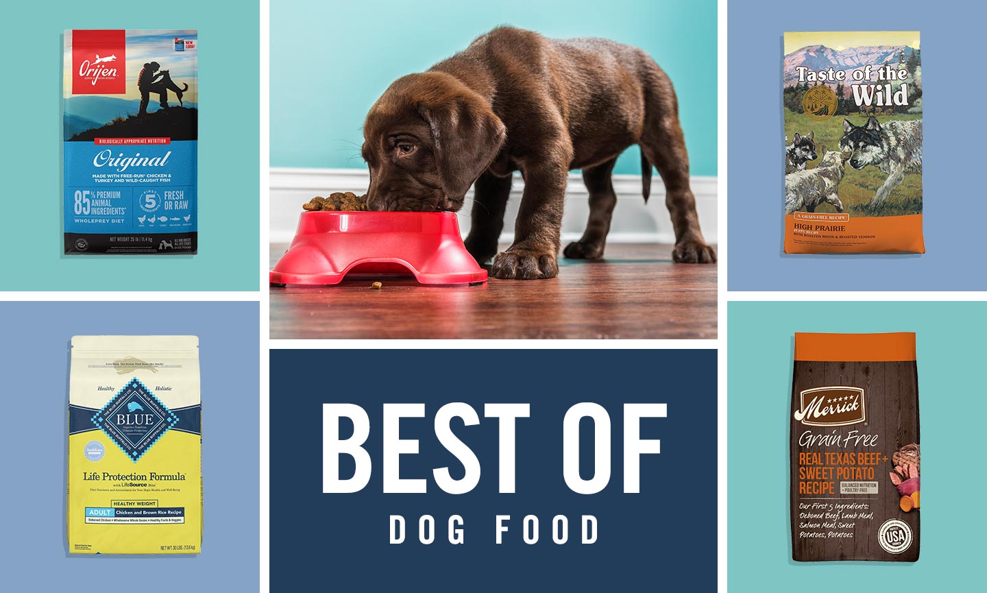 The Best Dog Foods of 2024 According to Chewy Dog Owners BeChewy