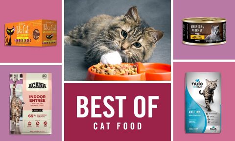 best soft cat food for indoor cats