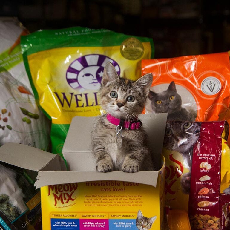 Thanksgiving with Pets Recipes, Activities and More BeChewy