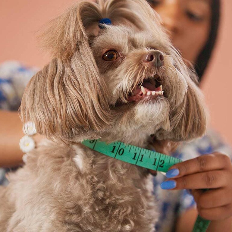 measuring dog neck