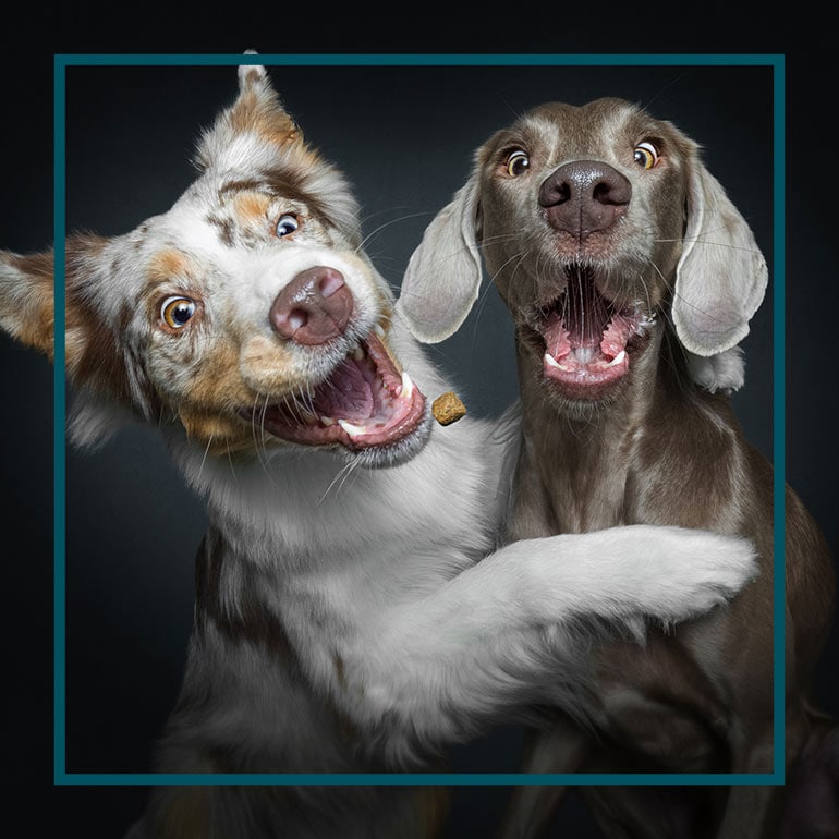 two dogs with open mouths