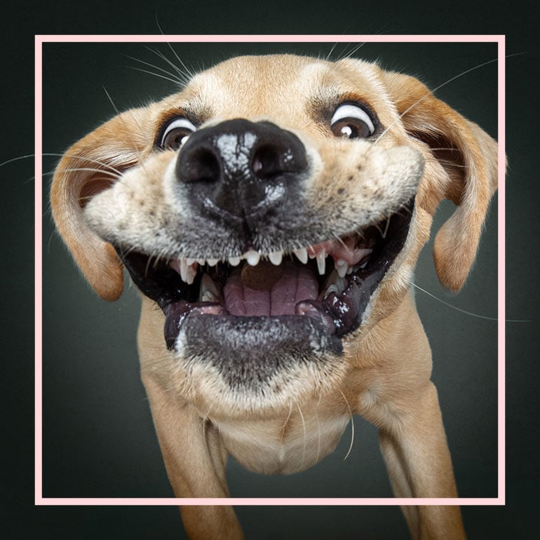 a dog's face with wide eyes and open mouth