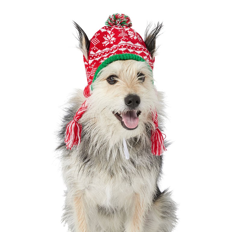 last minute christmas gifts for pets - red and green knit hat
