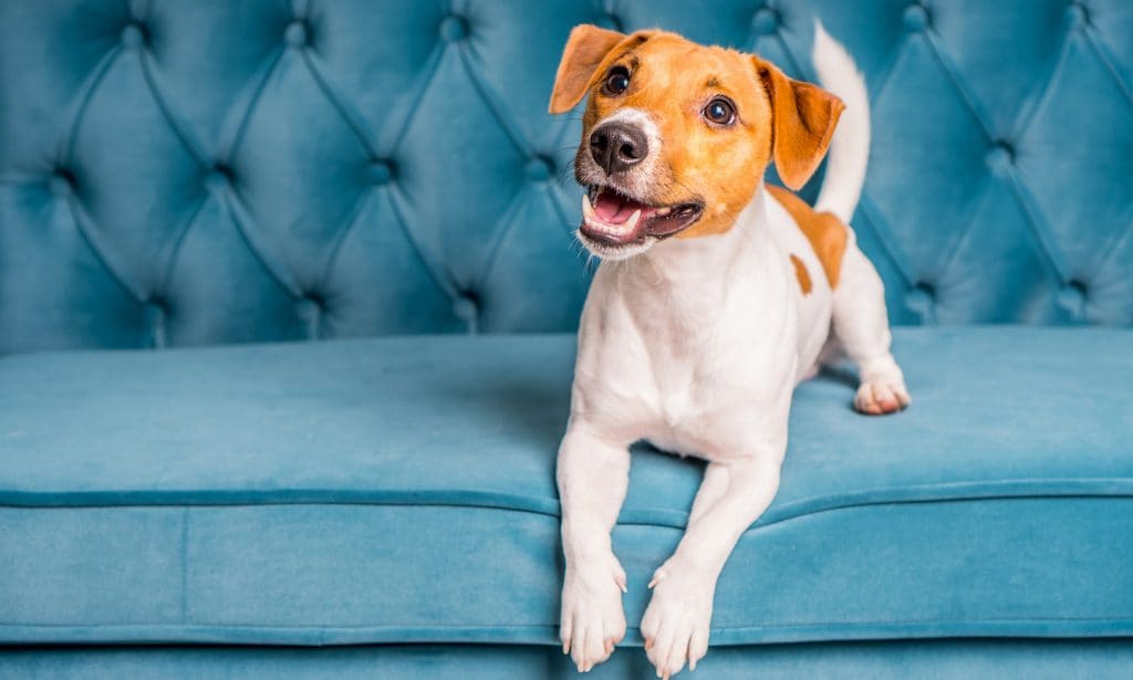 puppy on blue couch