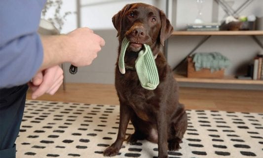 dog holding sock in her mouth