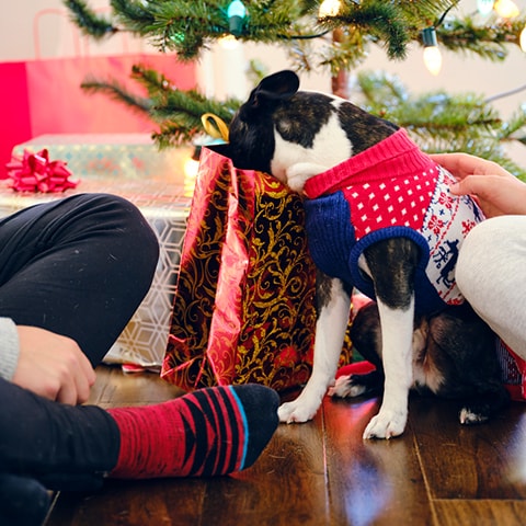 Here's How Pet Parents Celebrate The Holidays With Their Pets | BeChewy