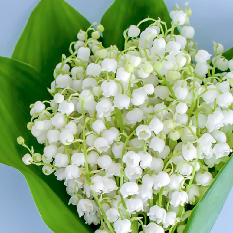 do dogs eat lily of the valley