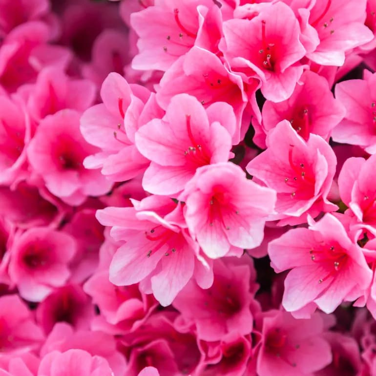 Are Azaleas Safe For Dogs