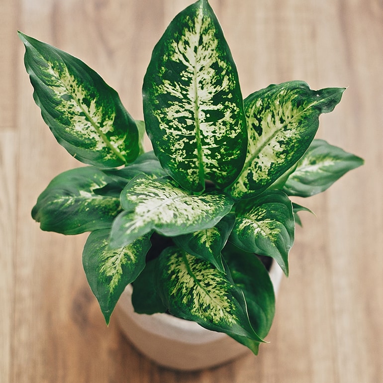 Indoor plants that are toxic hot sale to dogs