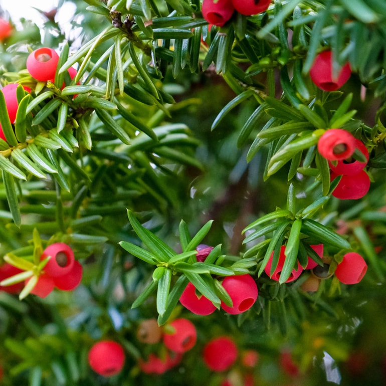 Are yew berries poisonous best sale to dogs