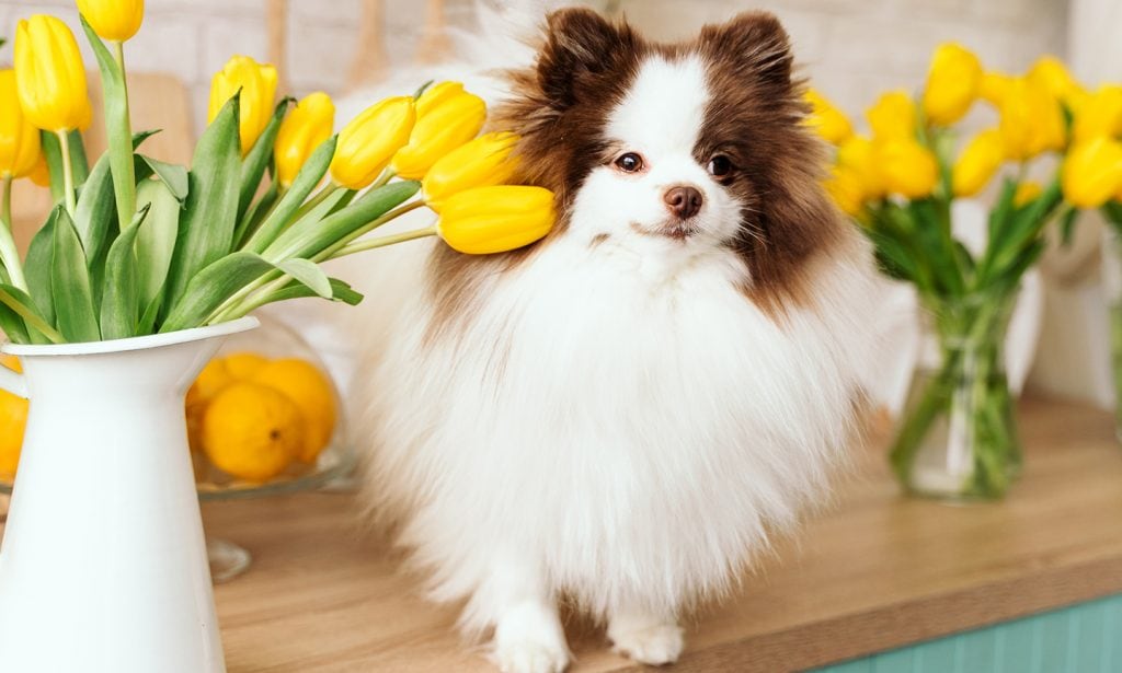 dog with tulips