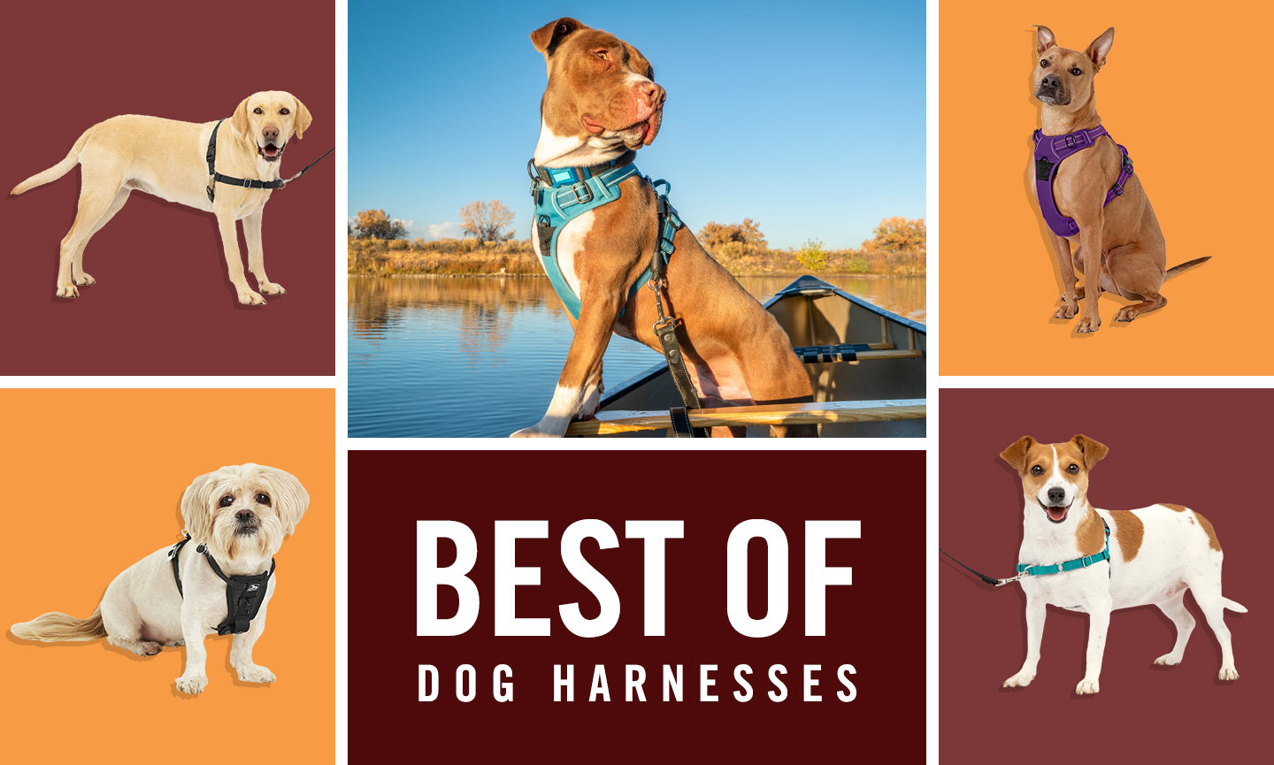 5 Best Dog Harnesses for Car Travel in 2024: Crash-Tested & Safe