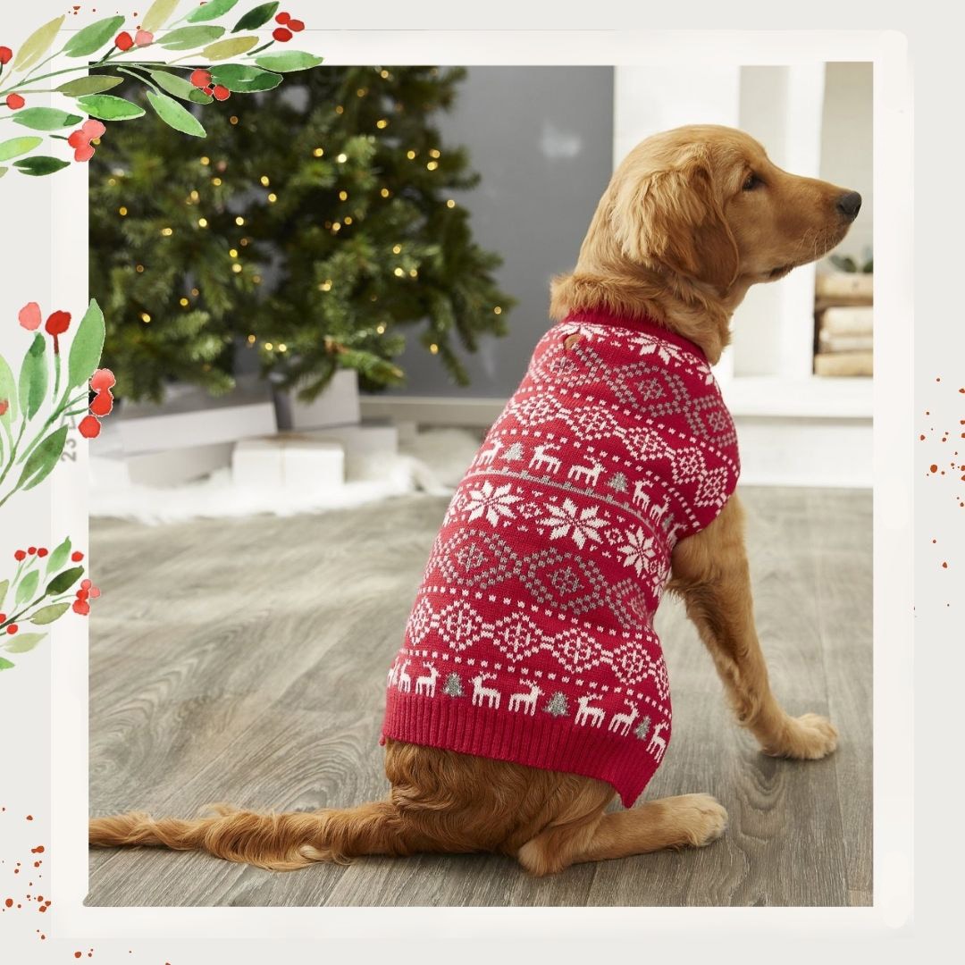 Pamper Your Pet With These Vet-Recommended Holiday Gifts | BeChewy