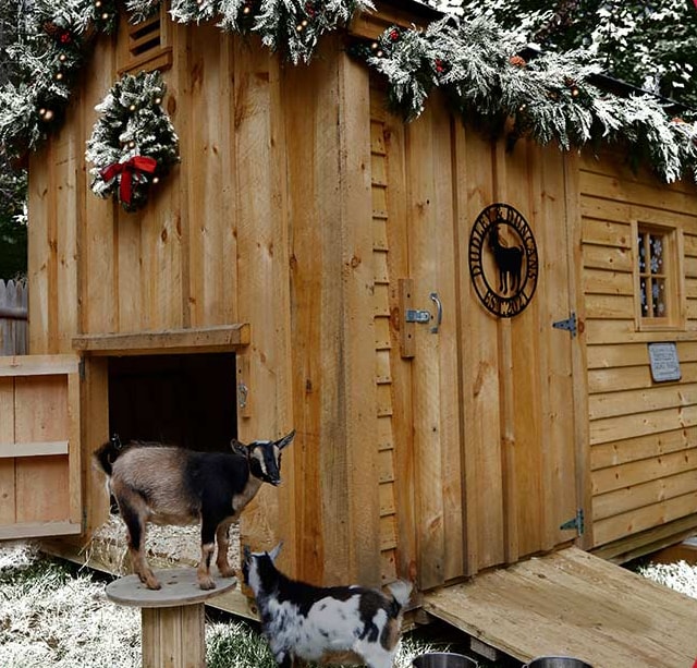 Christmas decoration idea for goats