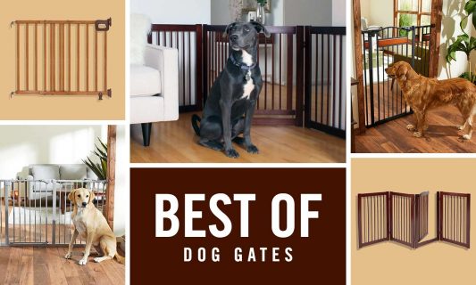 best dog gates