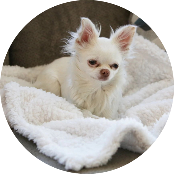 Alpha Paw Cozy Calming Dog Blanket