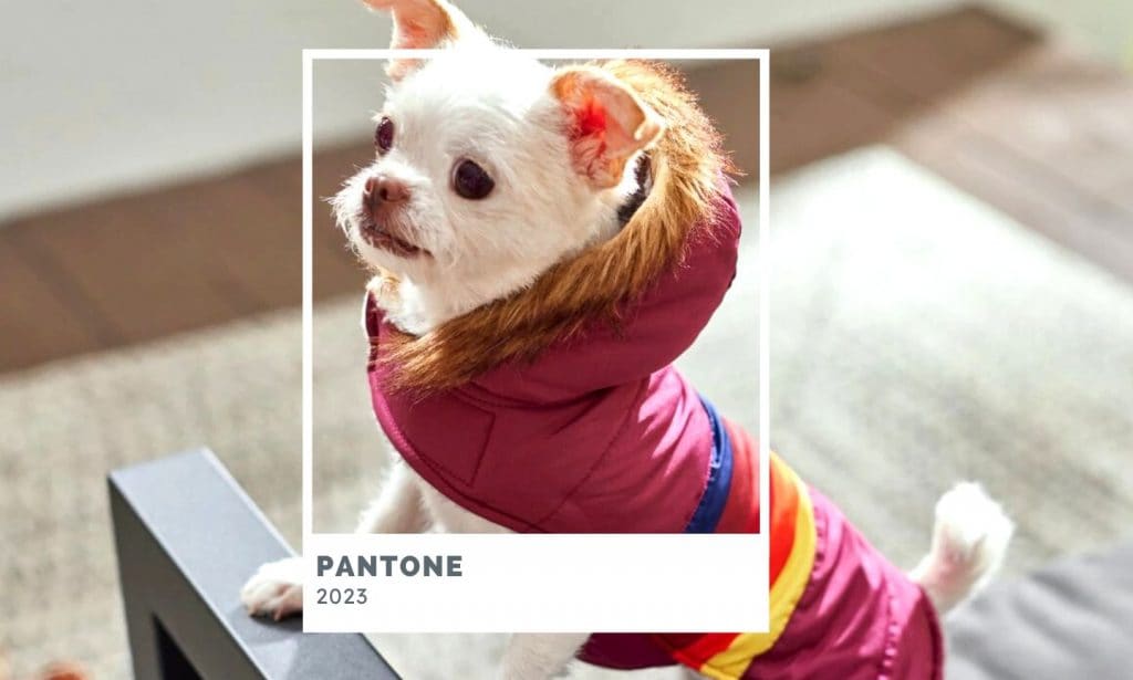 Frisco Colorblock Adventure Insulated Dog & Cat Parka