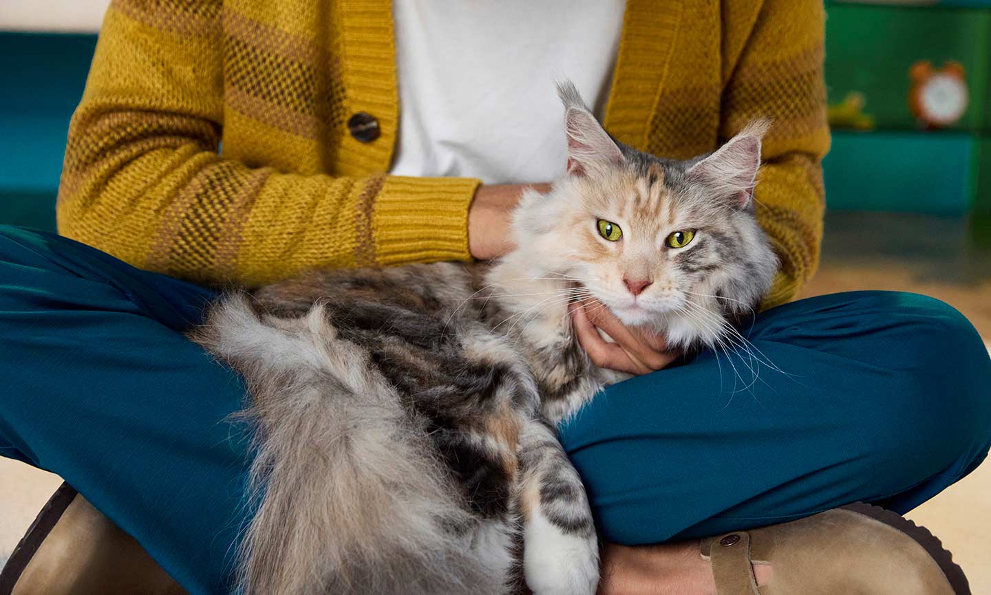 How to Stop Your Cat From Biting (Because Wow, That Really Hurts) BeChewy