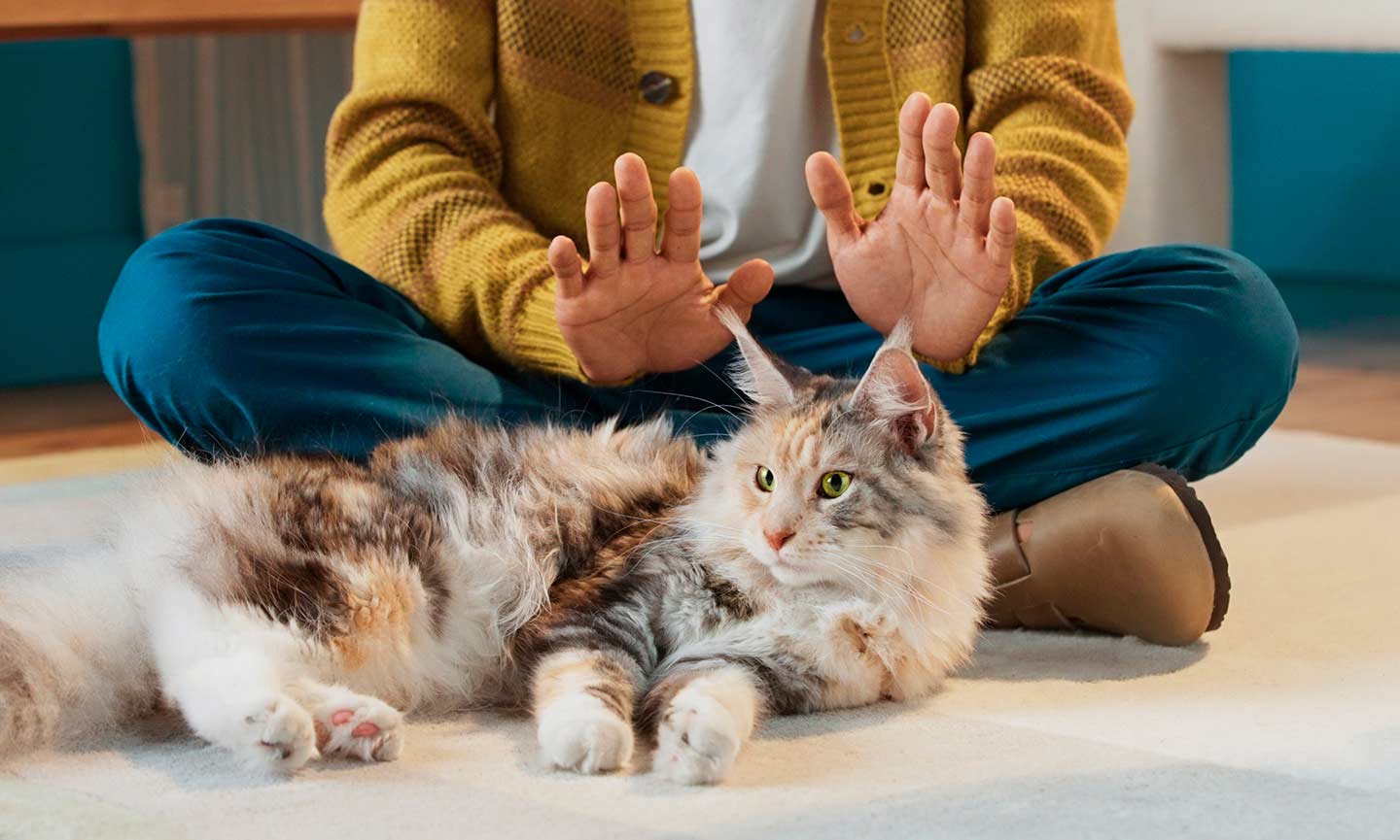 How to Stop Your Cat From Biting (Because Wow, That Really Hurts) BeChewy