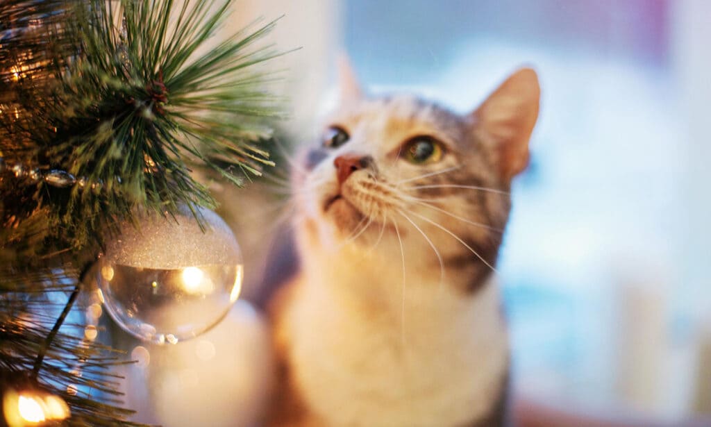 Tis the season for gift giving and your pets shouldn't miss out