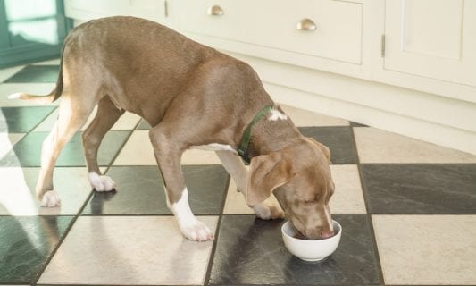 brown dog drinking bone broth from white bowl in kitchen