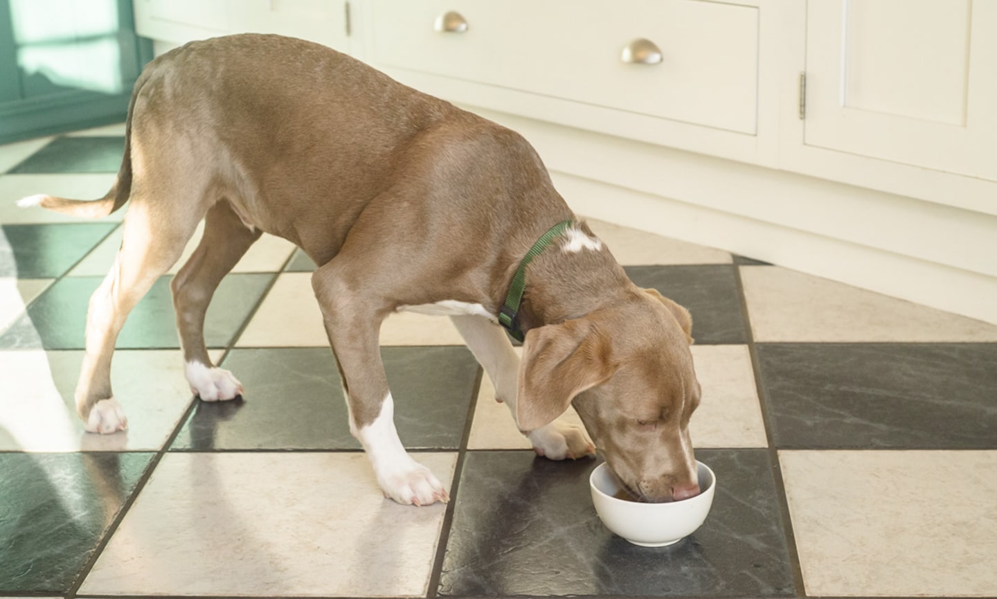 Bone broth outlet dog benefits