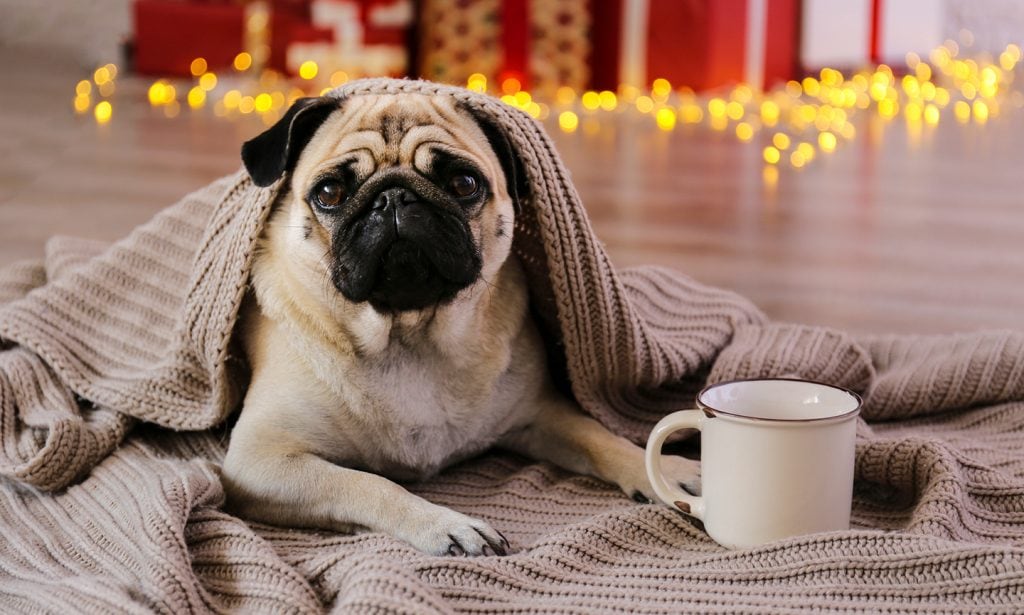 dog with blanket and mug
