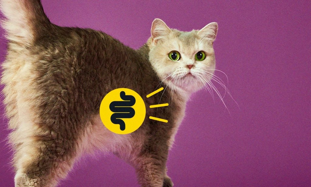 Probiotics for Cats: What They Are & Why Take Them | BeChewy