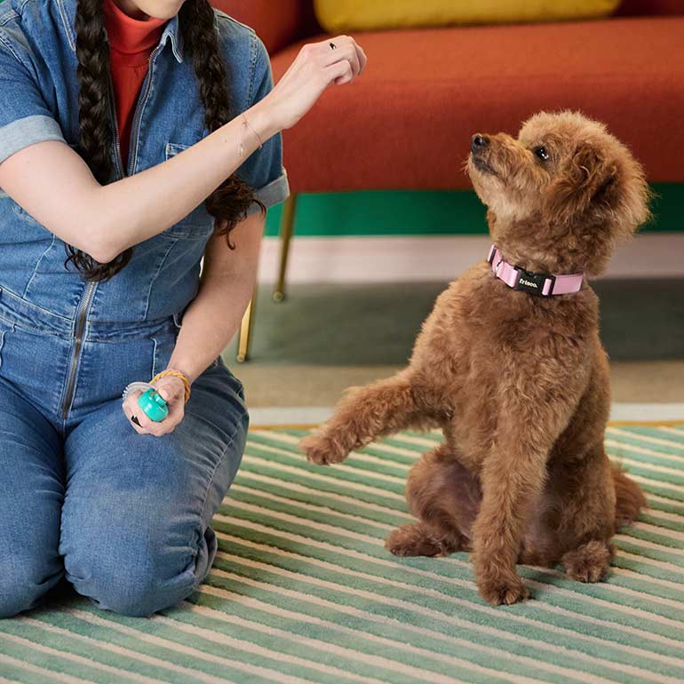 How to Teach a Dog to Shake a Paw Because Pup Handshakes Are the Cutest BeChewy