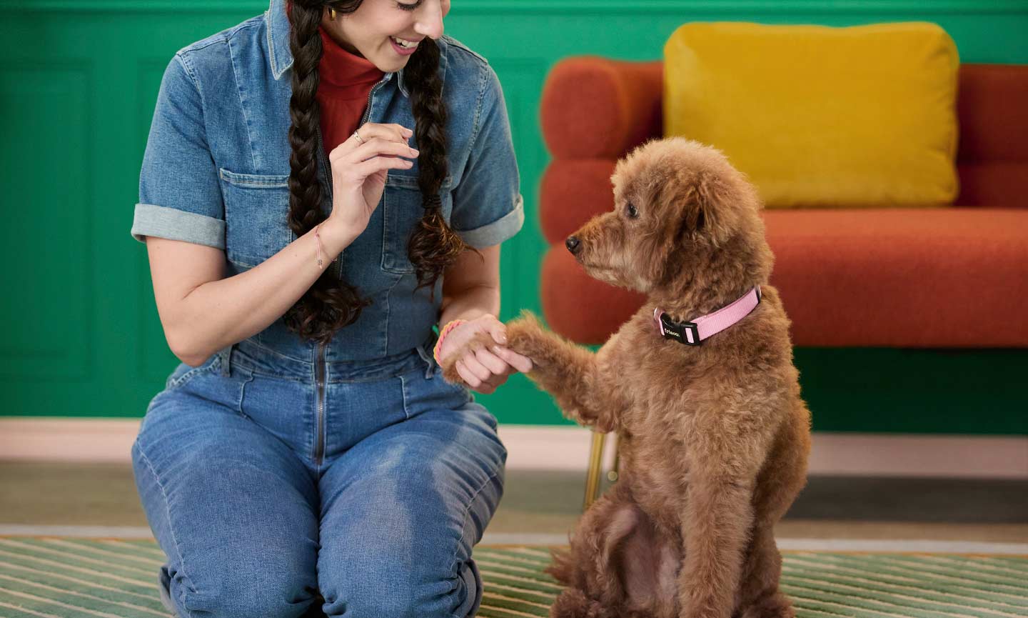 how-to-teach-a-dog-to-shake-a-paw-because-pup-handshakes-are-the-cutest-bechewy