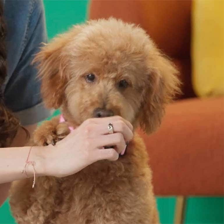 How to Teach a Dog to Shake a Paw (Because Pup Handshakes Are the