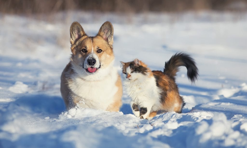 cat dog winter snow