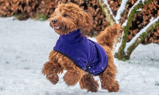 dog winter coat snow