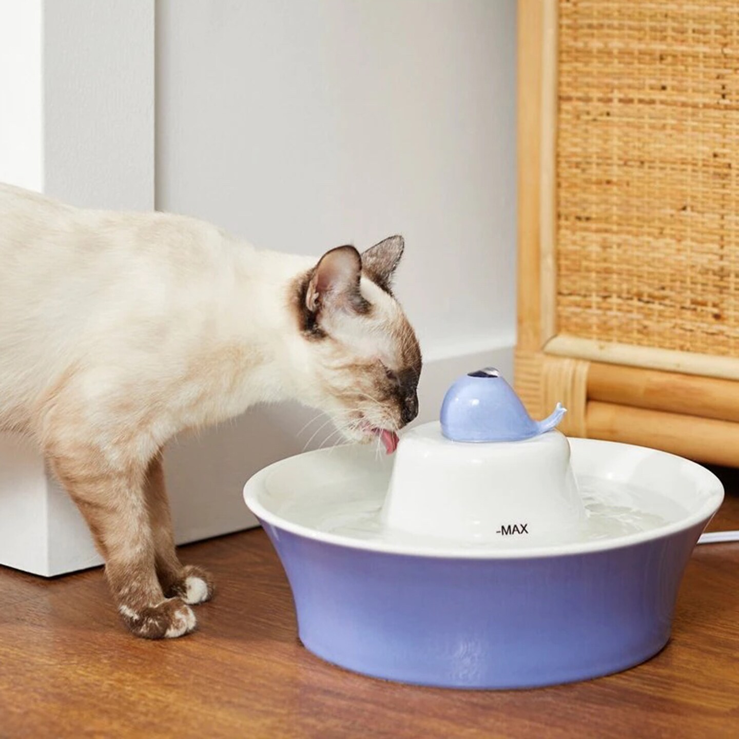 water fountain frisco cat