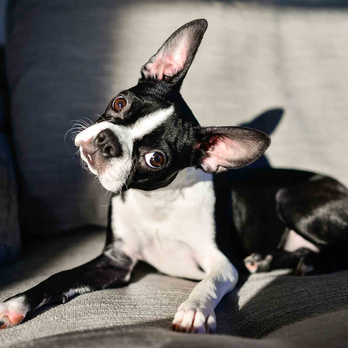 Boston Terrier sitting and tilting their head