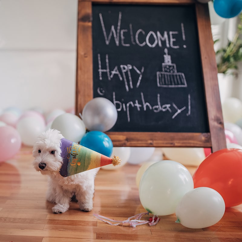 dog birthday party decorations