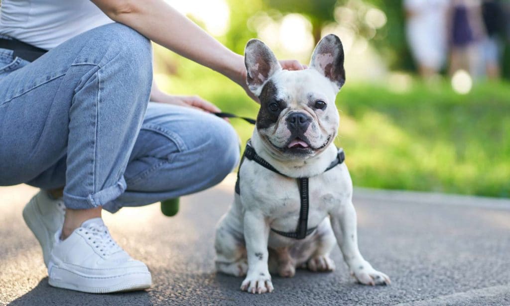 leashed French Bulldog in park with woman
