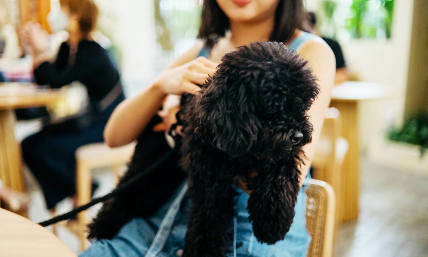 woman sitting at cafe with dog