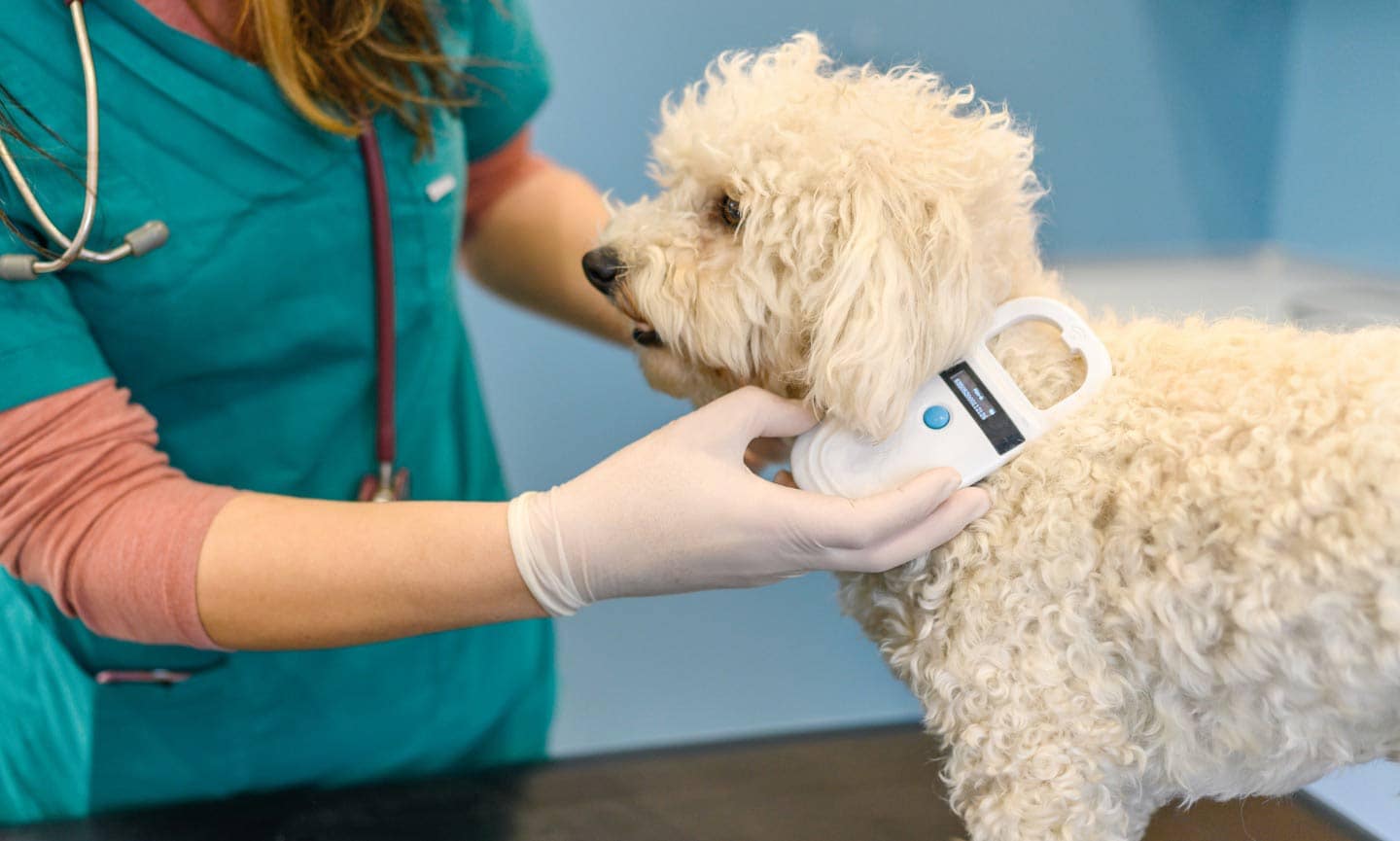 small white dog being scanned for a microchip