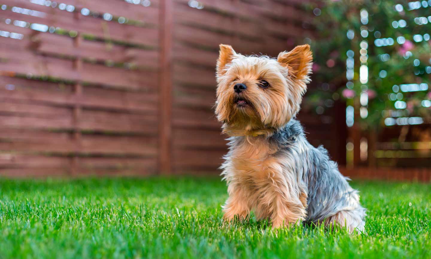 small dog sitting in front of a fence
