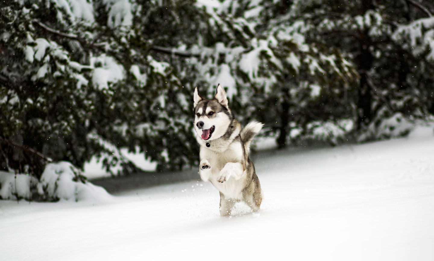 10 Dog Breeds That Love the Snow