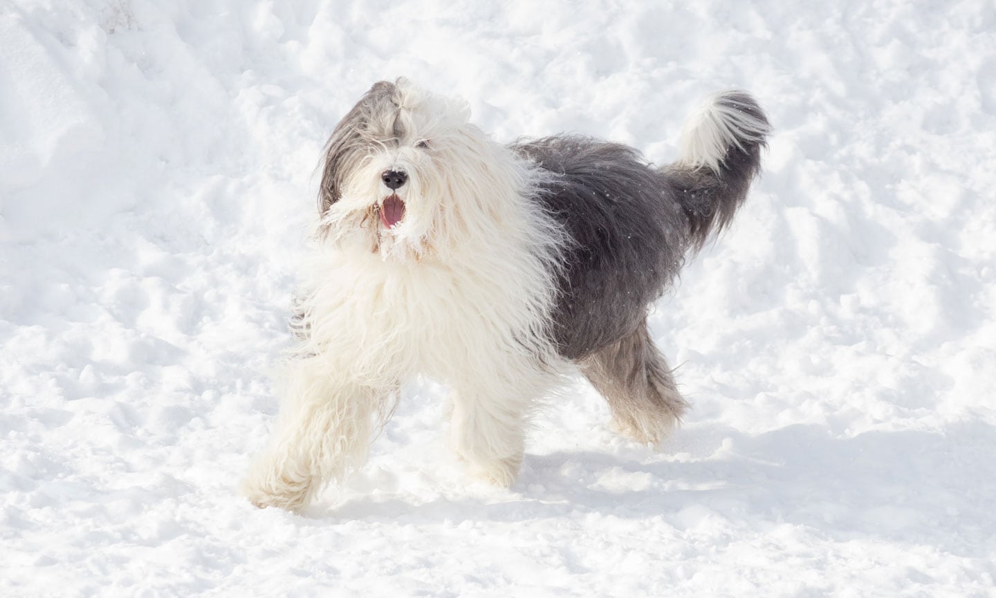 Old English Sheepdog snow dog