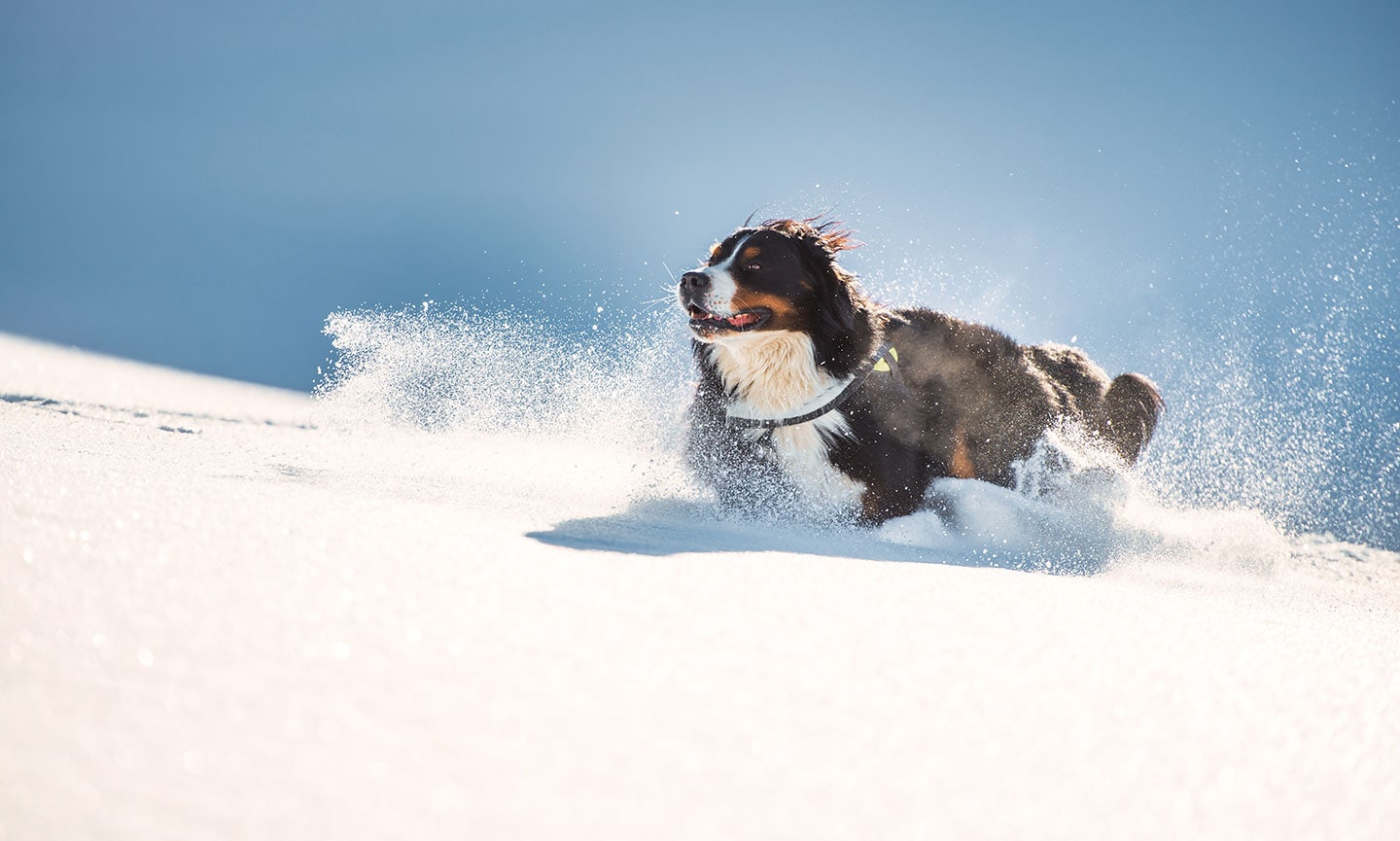 Bernese Mountain Dog running in snow