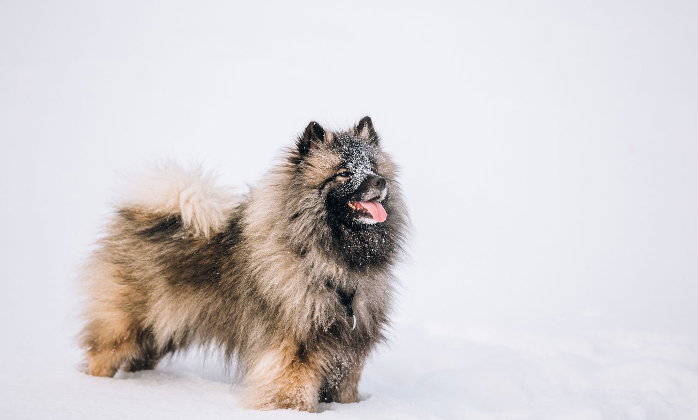 keeshond in the snow