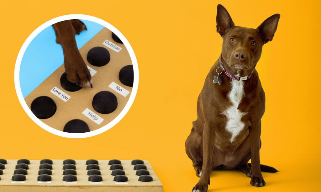 Teach Your Pup to ‘Talk’ with Dog Buttons—Here’s How