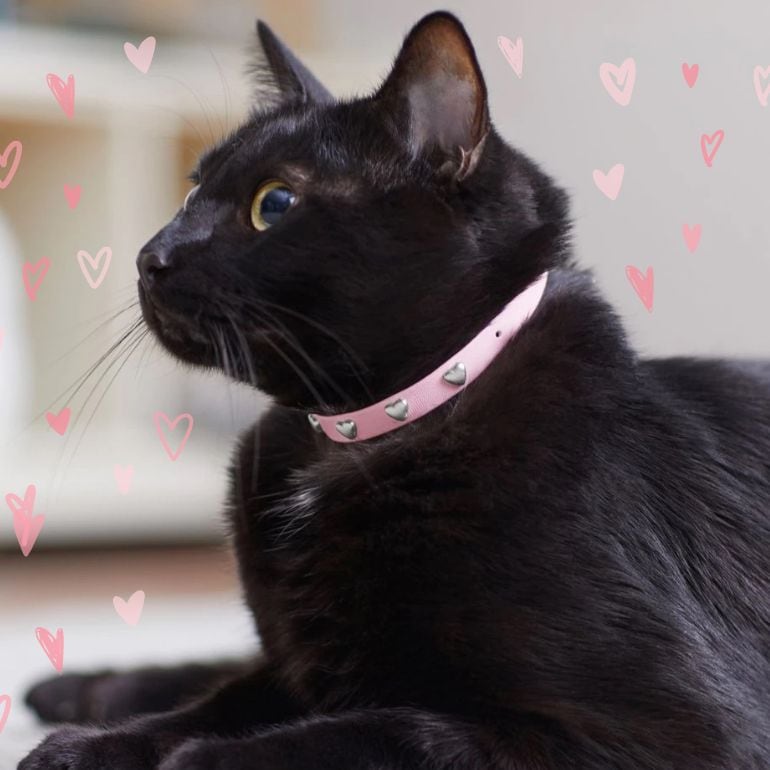 Frisco Heart Design Cat Collar