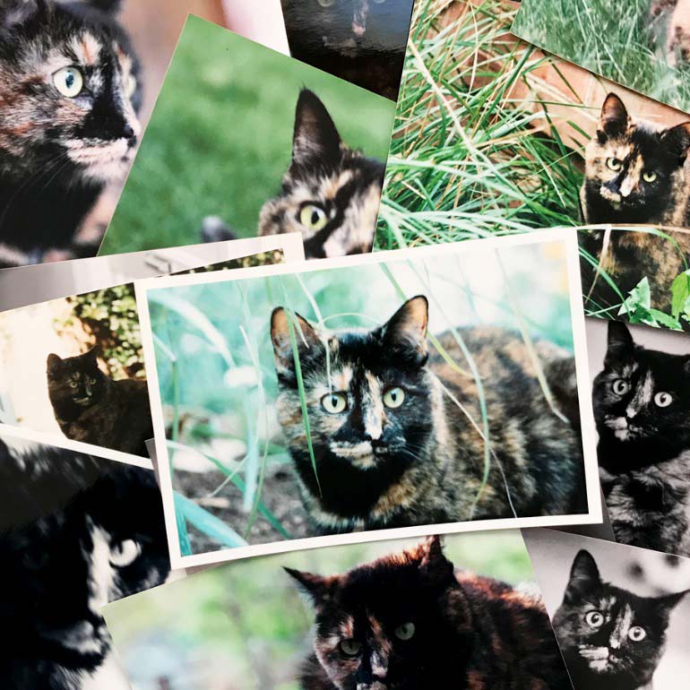 a collage of photos of a cat