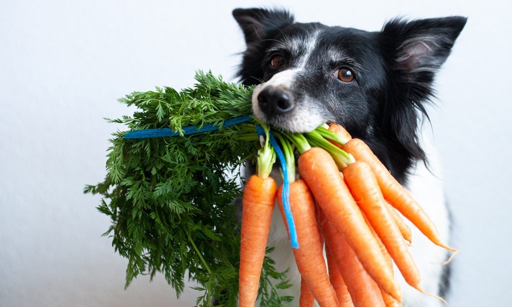 What Vegetables Can Dogs Eat? | BeChewy