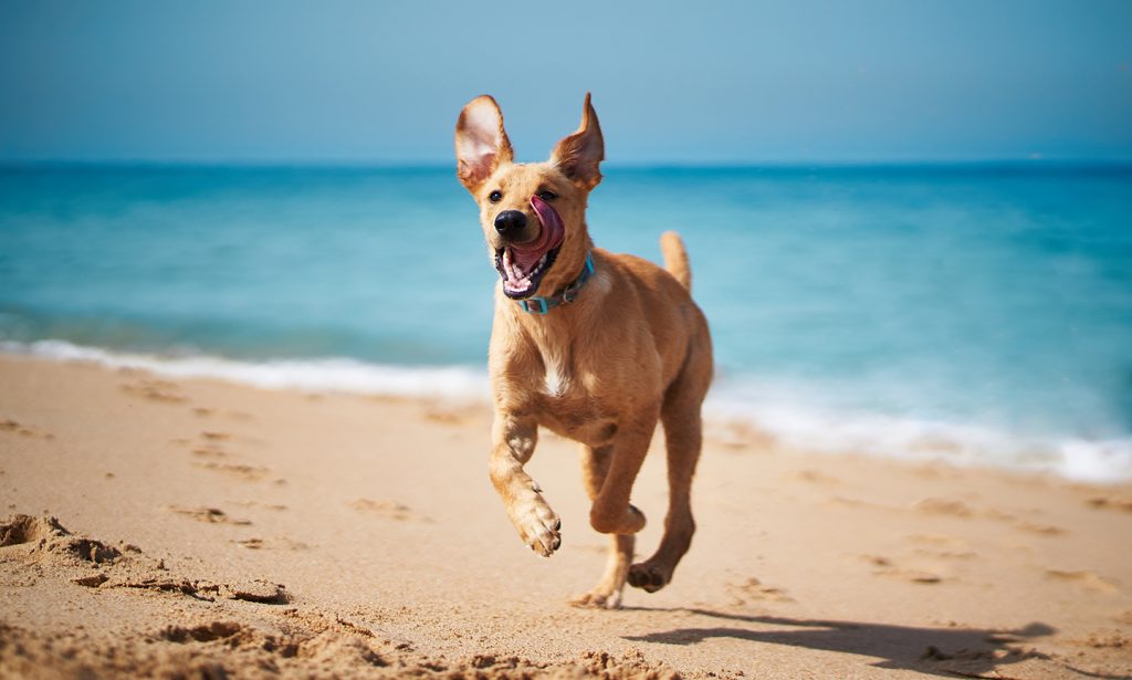 dog running beach