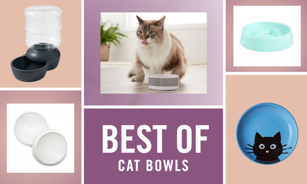 best cat bowls
